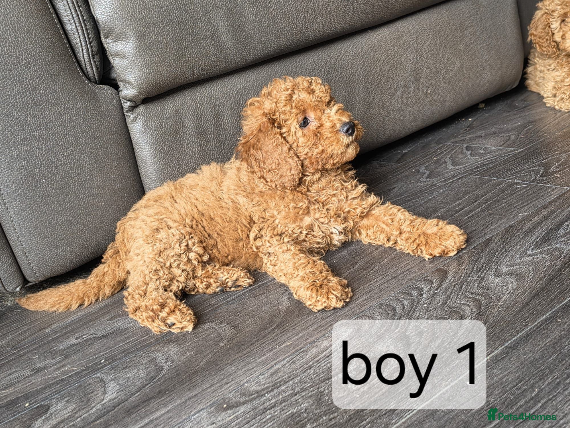 Cavapoo dogs BOYS LEFT ONLY cavapoo pups ready to leave  - Advert 2
