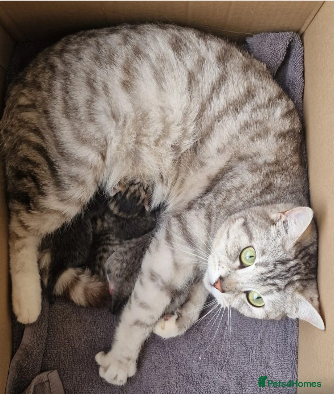 British Shorthair cats for sale: Silver Tabby / Silver Spotted BSH Boys - Advert 2