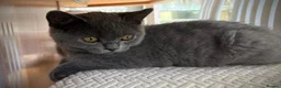 British Shorthair cats for sale: Beautiful British Shorthair  - Advert 3