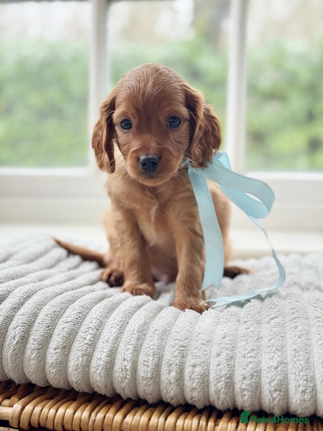 Cavapoo dogs for sale: Stunning F2 cavapoo health tested - Advert 33