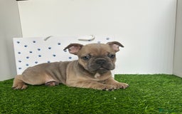 French Bulldog dogs for sale: 5 French bulldog puppy’s  - Image 19
