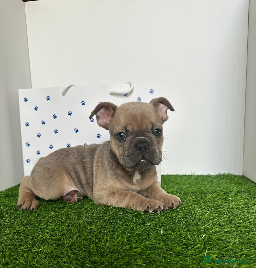 French Bulldog dogs for sale: 5 French bulldog puppy’s  - Image 19