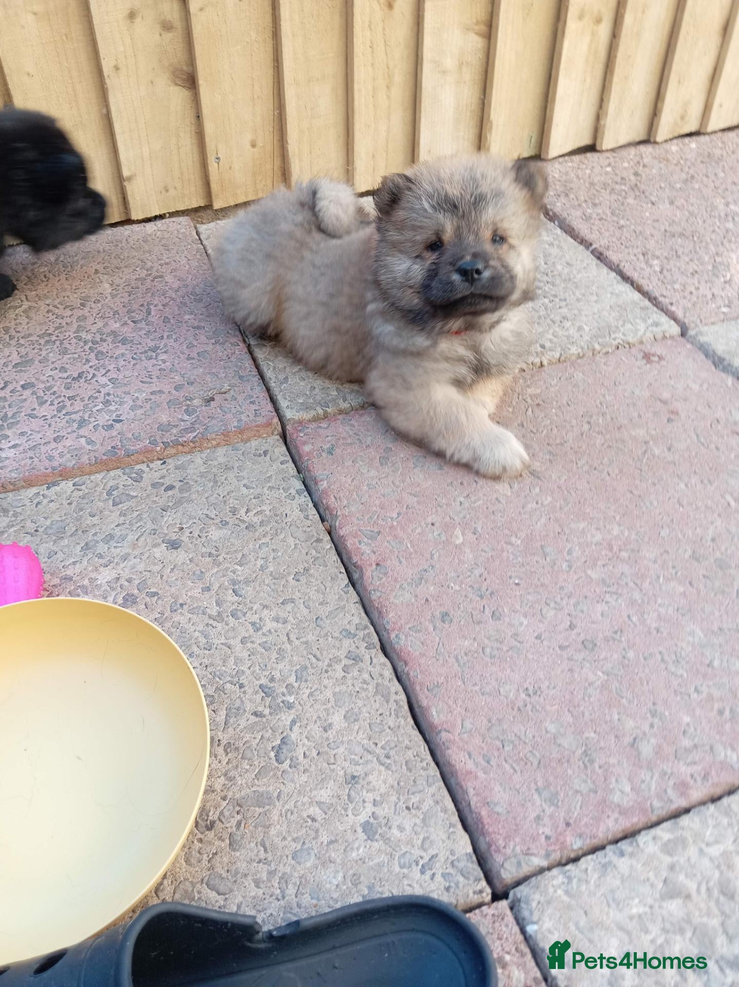 Chow Chow dogs 🐻❤️ GORGEOUS KC REGISTERED CHOW CHOW PUPPIES 🐾 - Advert 13