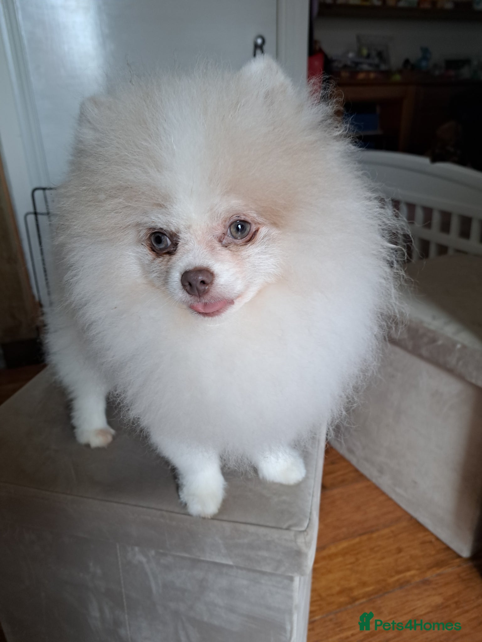Pomeranian dogs for sale: Gorgeous Pale Lilac Merle Male in Ryde - Advert 2