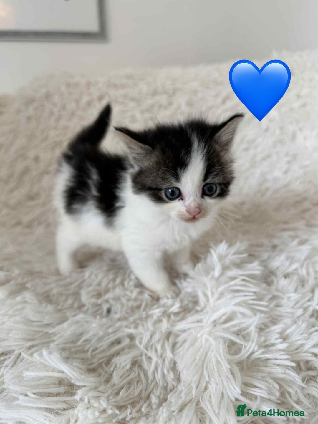 Mixed Breed cats for sale: 4 Persian x kittens  - Image 4