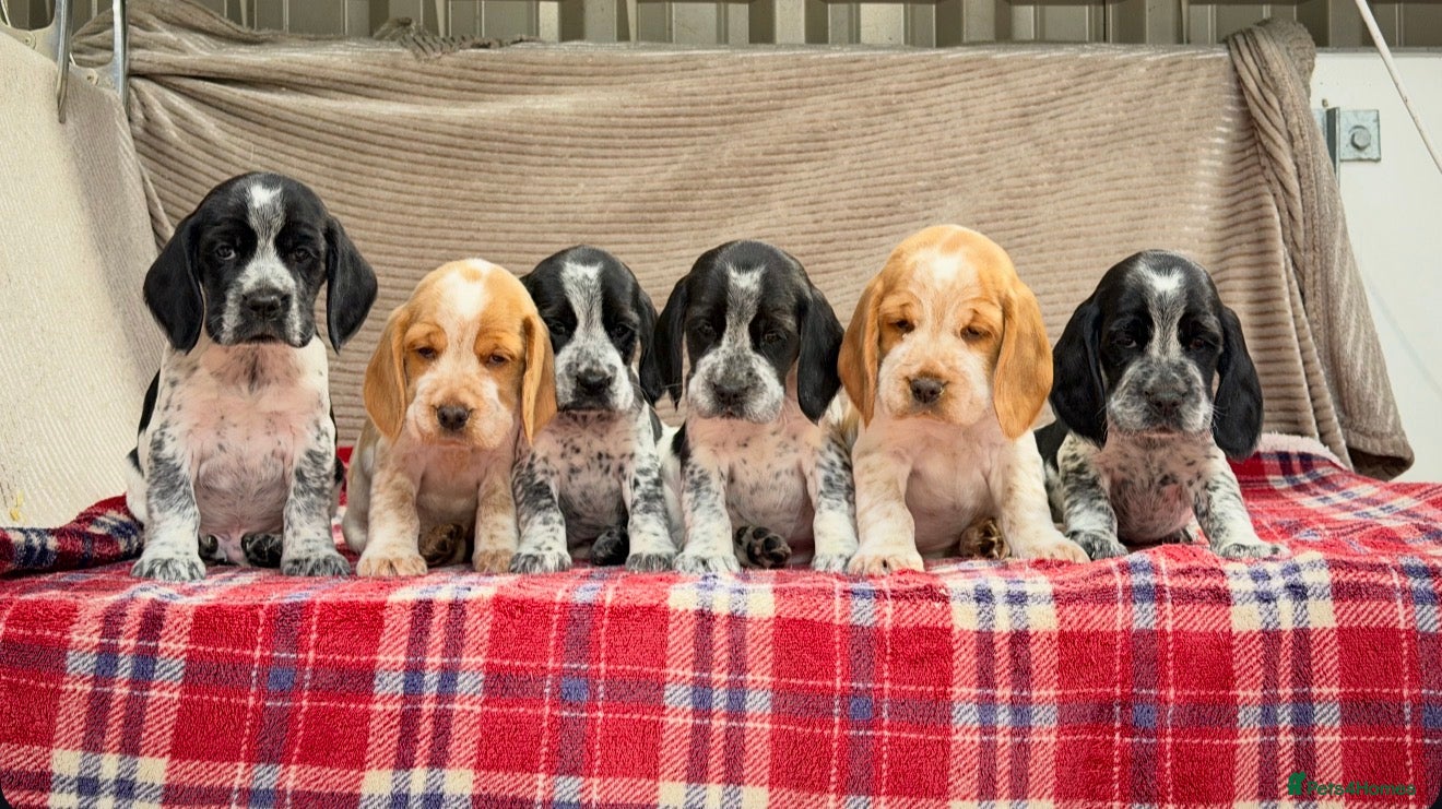 Bocker dogs STUNNING COCKER X BEAGLE PUPPIES  - Advert 1