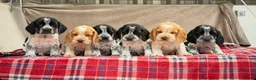 Bocker dogs for sale: STUNNING COCKER X BEAGLE PUPPIES  - Advert 1