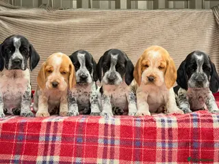 Bocker dogs STUNNING COCKER X BEAGLE PUPPIES - Advert 1