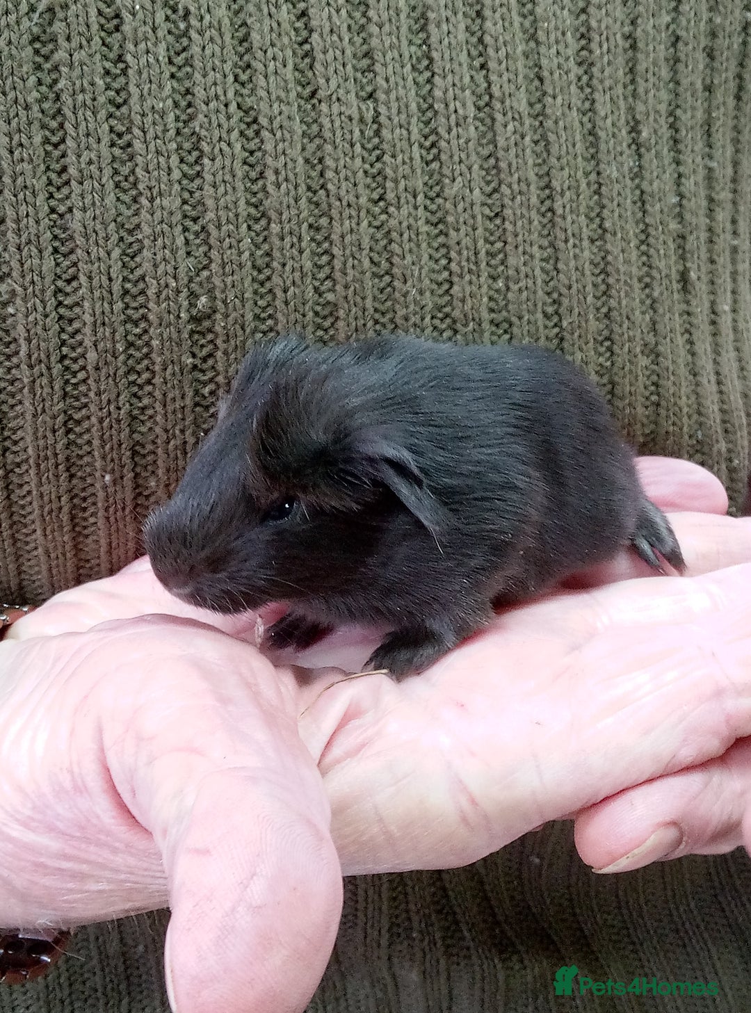 Guinea Pig rodents for sale: Long coated Sheltie male babies - Advert 4