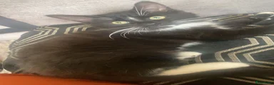 Mixed Breed Kitten 3