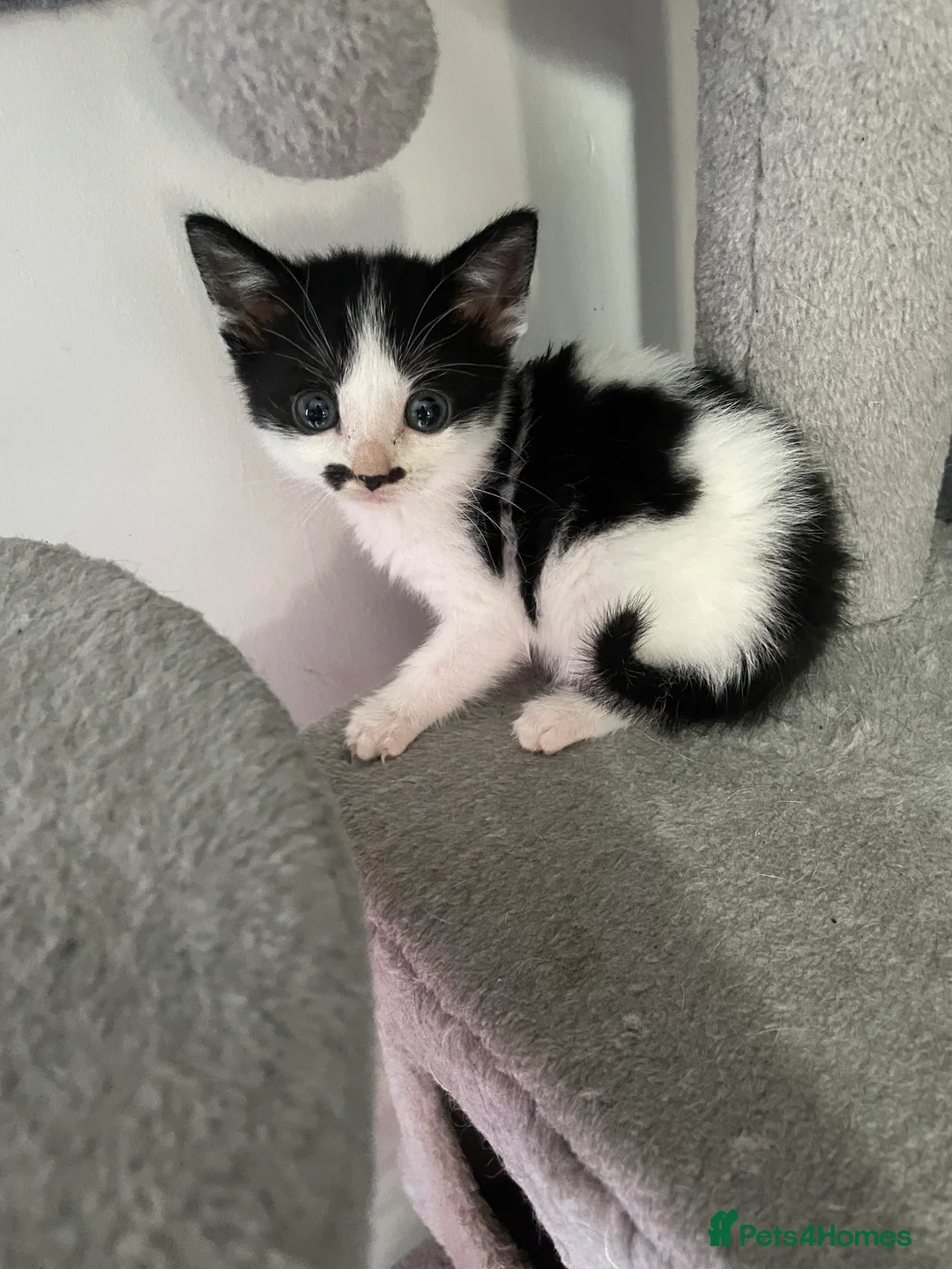 Mixed Breed cats for sale: Beautiful kittens  - Advert 2