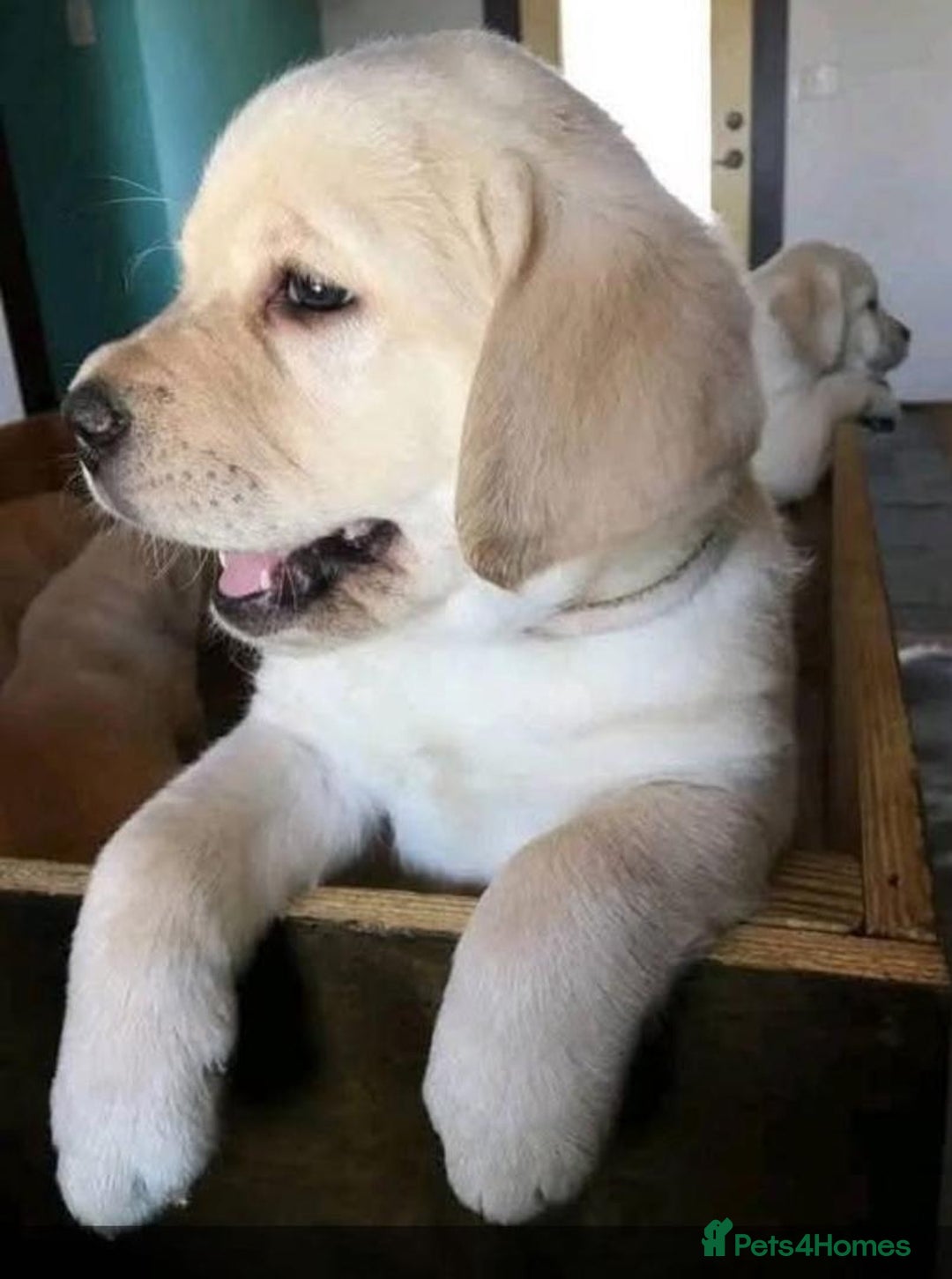Labrador Retriever dogs for sale: Labrador Retriever Puppies - Image 7