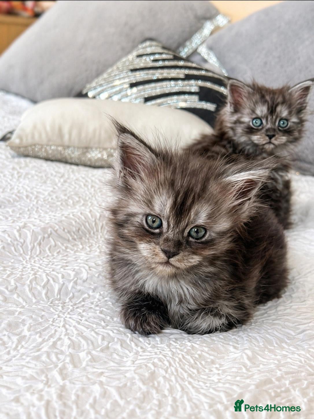 Maine Coon cats Female maine coon kitten ready to leave now - Advert 1