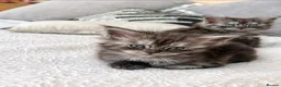 Maine Coon cats for sale: Female maine coon kitten ready to leave now in Widnes - Advert 1