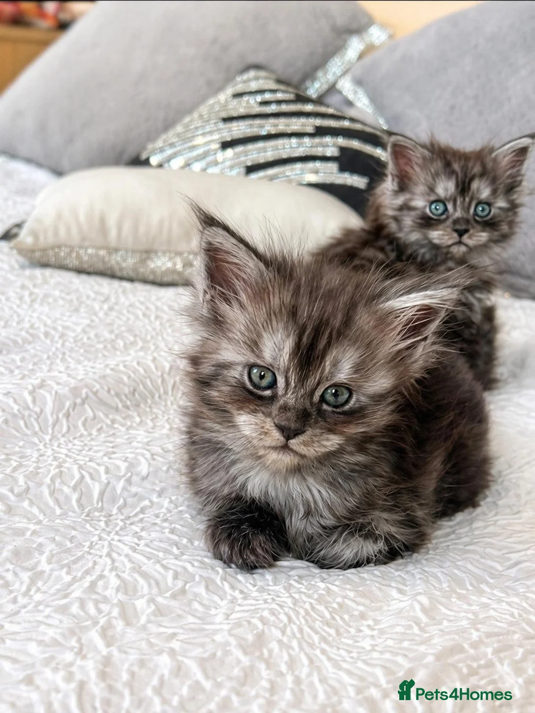 Maine Coon cats for sale: Female maine coon kitten ready to leave now in Widnes - Advert 1