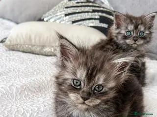 Maine Coon cats Female maine coon kitten ready to leave now - Advert 1