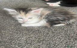 Mixed Breed cats for sale: 3 gorgeous kittens 2 long hair 1 short  - Image 1