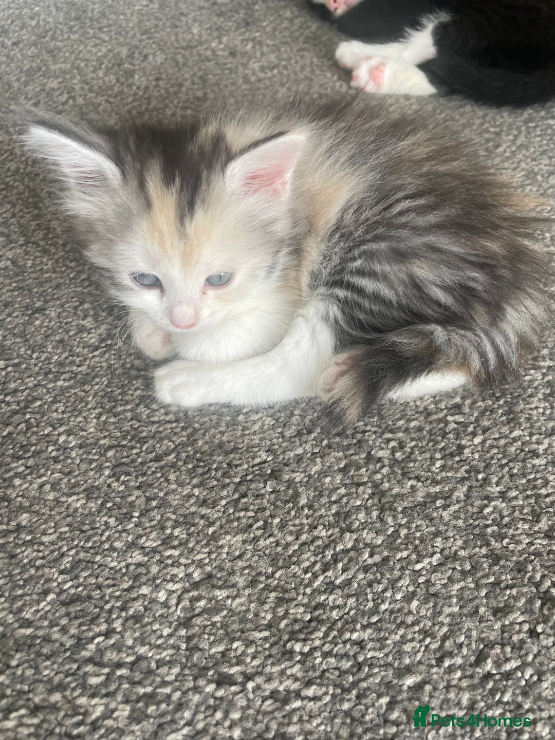 Mixed Breed cats for sale: 3 gorgeous kittens 2 long hair 1 short  - Image 1