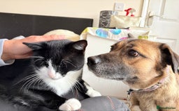 Mixed Breed dogs for adoption: Amelia - Daventry Northamptonshire  - Advert 1