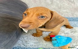 Miniature Dachshund dogs for sale: Miniature dachshund puppies  - Image 15