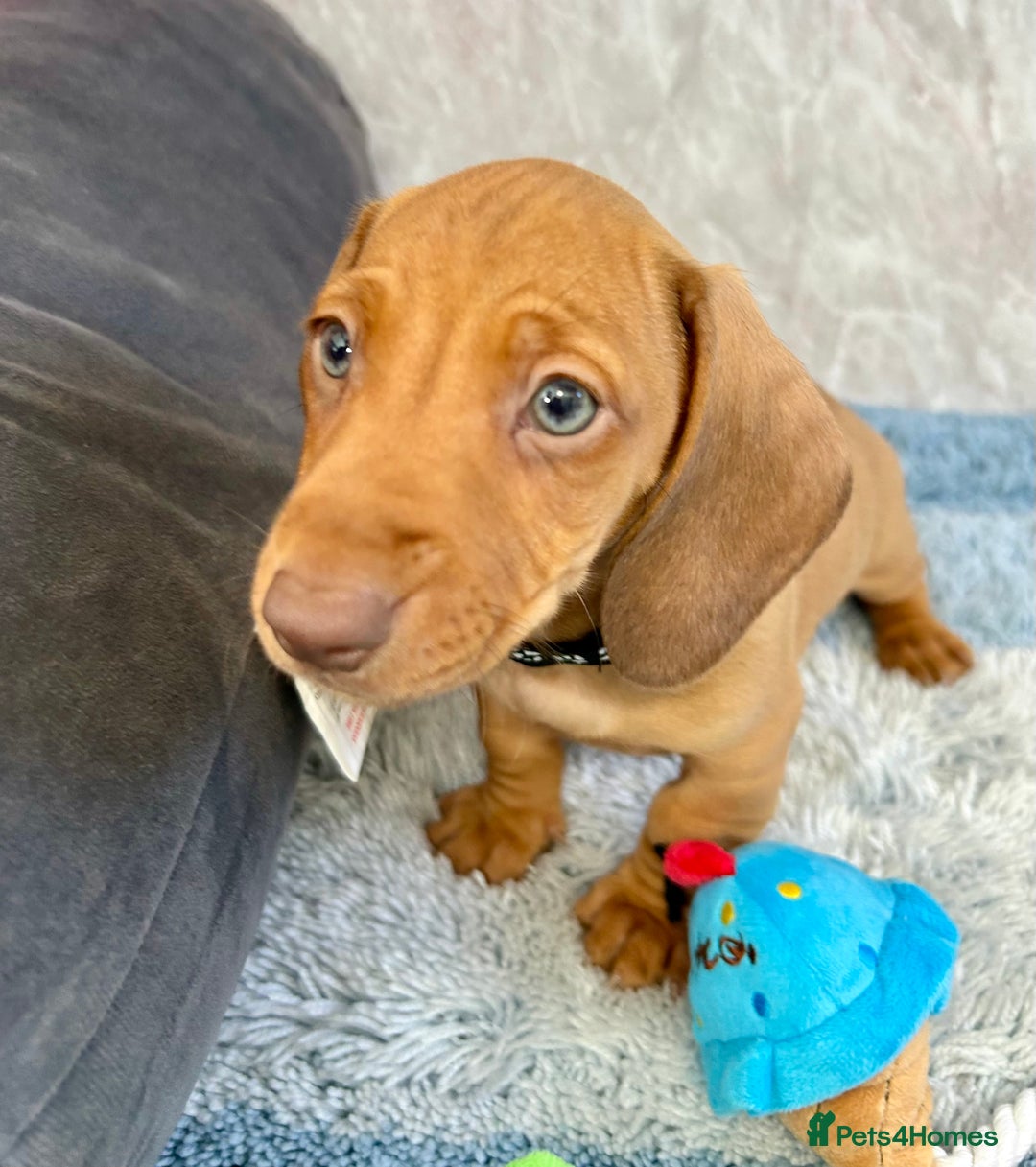 Miniature Dachshund dogs for sale: Miniature dachshund puppies  - Image 15