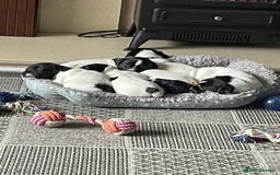 Jack Russell dogs for sale: Gorgeous Jack Russell Puppies For Sale - Image 2