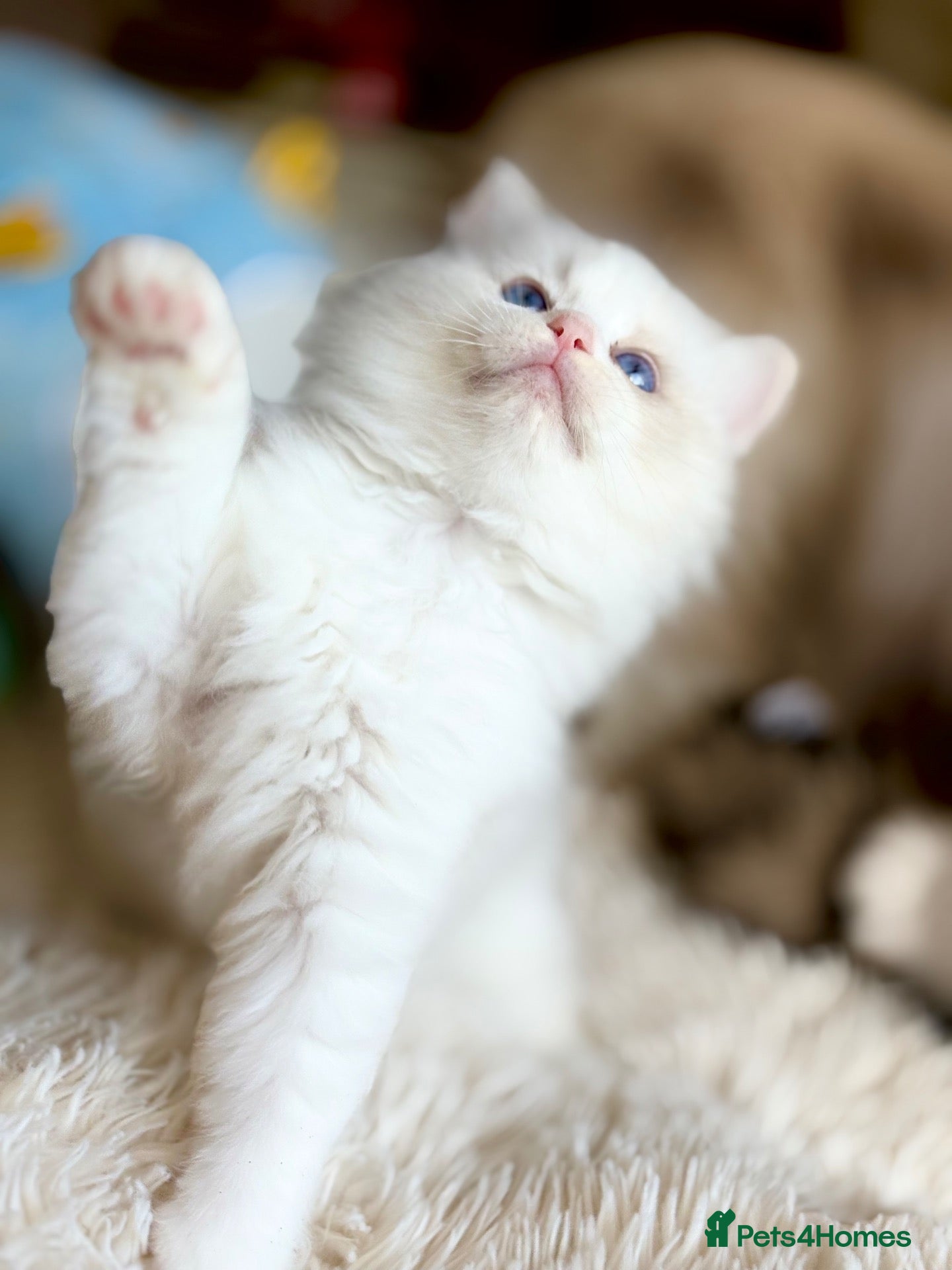 Ragdoll cats Pedigree show quality kitten Ragdolls 💝 - Advert 2