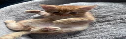 Mixed Breed cats for sale: 🐾 Stunning Turkish Angora/Bengal Kittens 🐾 - Advert 8