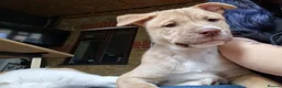 Mixed Breed dogs for sale: 4x husky/ french mastiff boys for good home's  - Advert 5