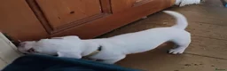 French Bulldog dogs for sale: Health clear French Bulldog puppies visual pink - Advert 29
