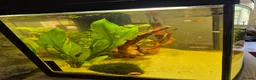Live Bearers fish for sale: The whole set up £100 - Advert 3