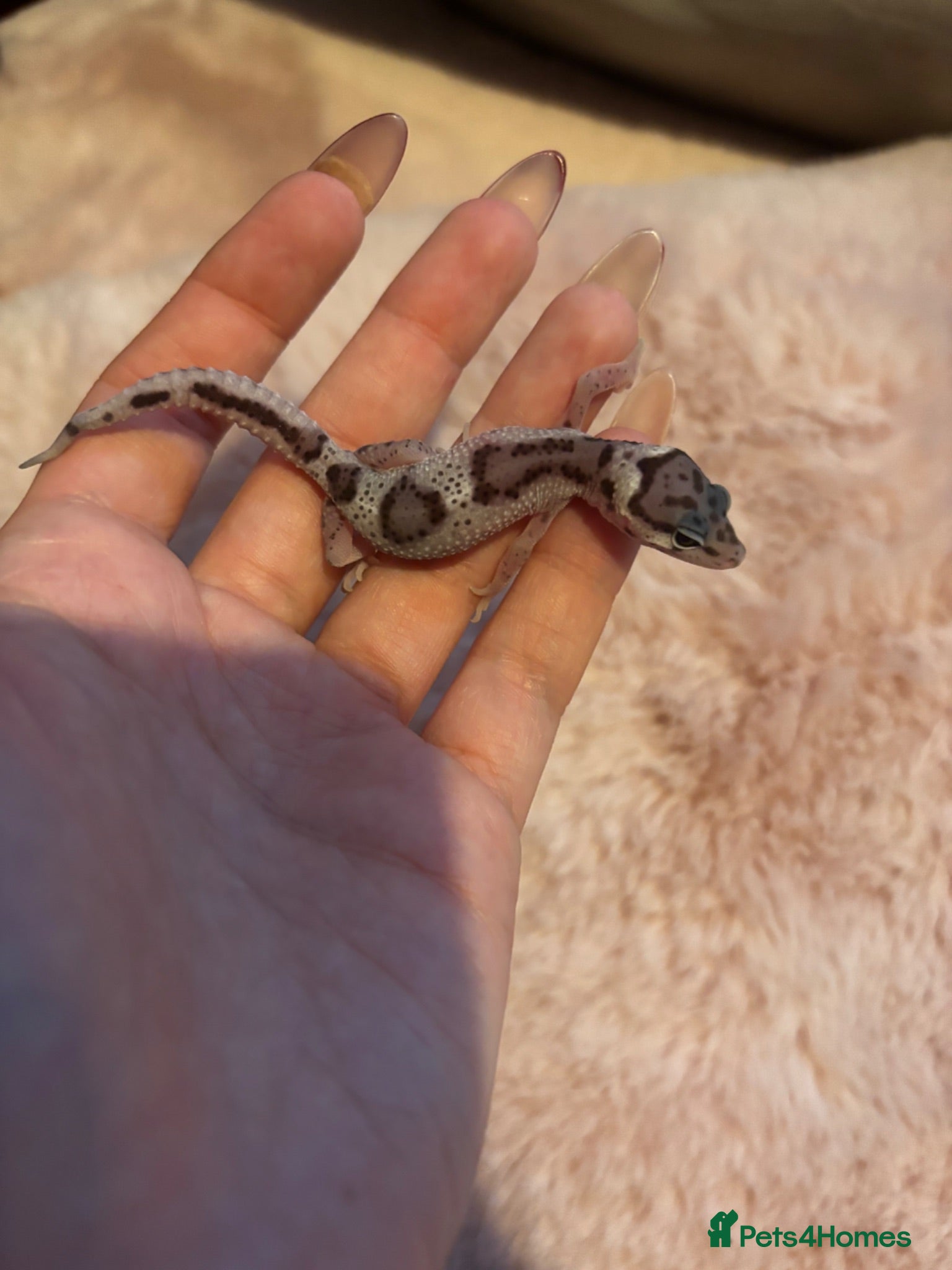 Leopard Gecko reptiles Mixed Morph Leopard Geckos For Sale - Advert 1