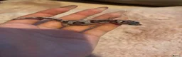 Leopard Gecko reptiles for sale: Mixed Morph Leopard Geckos For Sale - Advert 1