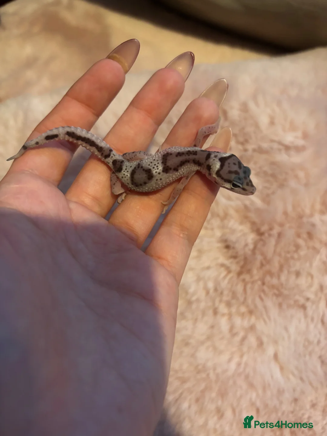 Leopard Gecko reptiles for sale: Mixed Morph Leopard Geckos For Sale - Advert 1