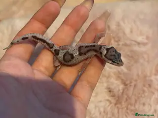 Leopard Gecko reptiles Mixed Morph Leopard Geckos For Sale - Advert 1