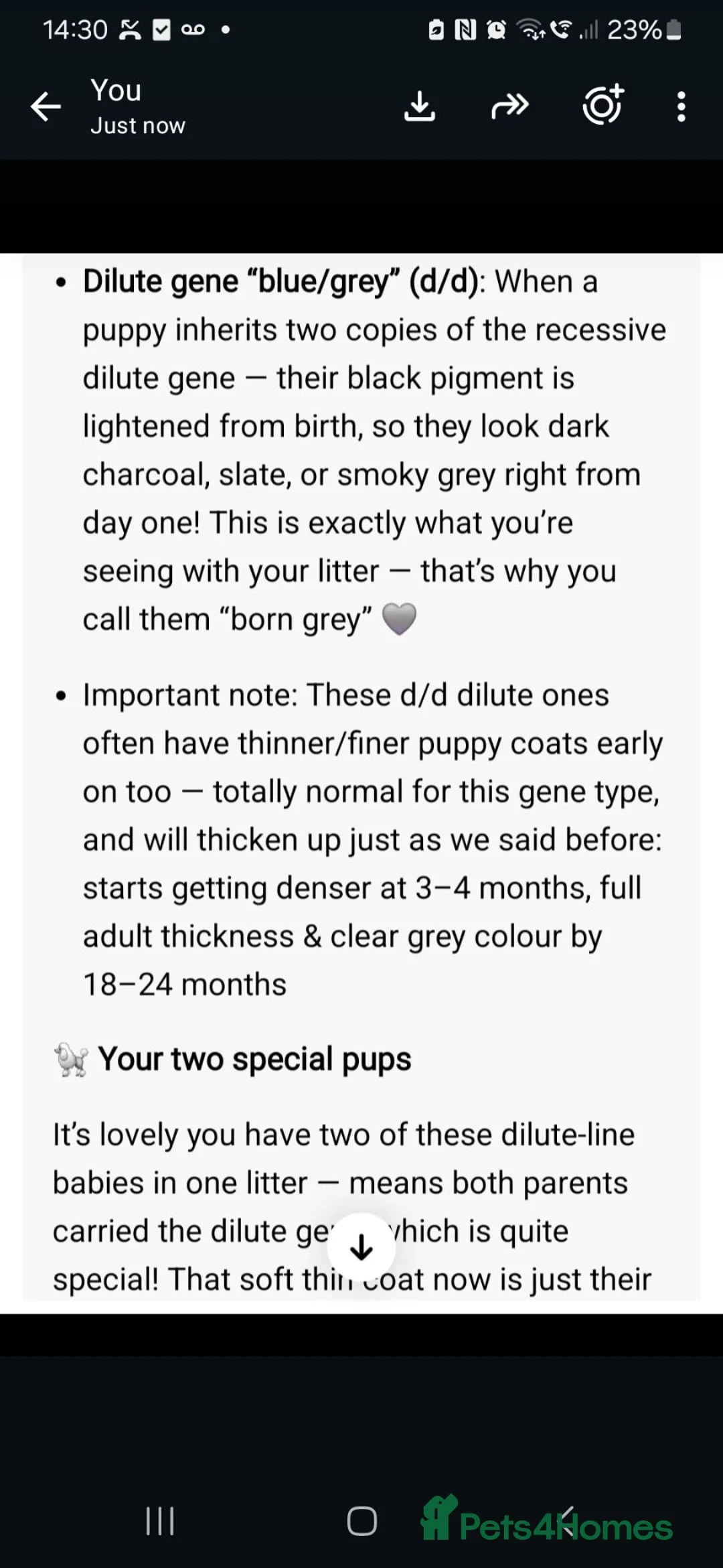 Toy Poodle dogs for sale: 🩶2 Grey/Blue Rare boys🏡1 girl🩷 - Advert 2
