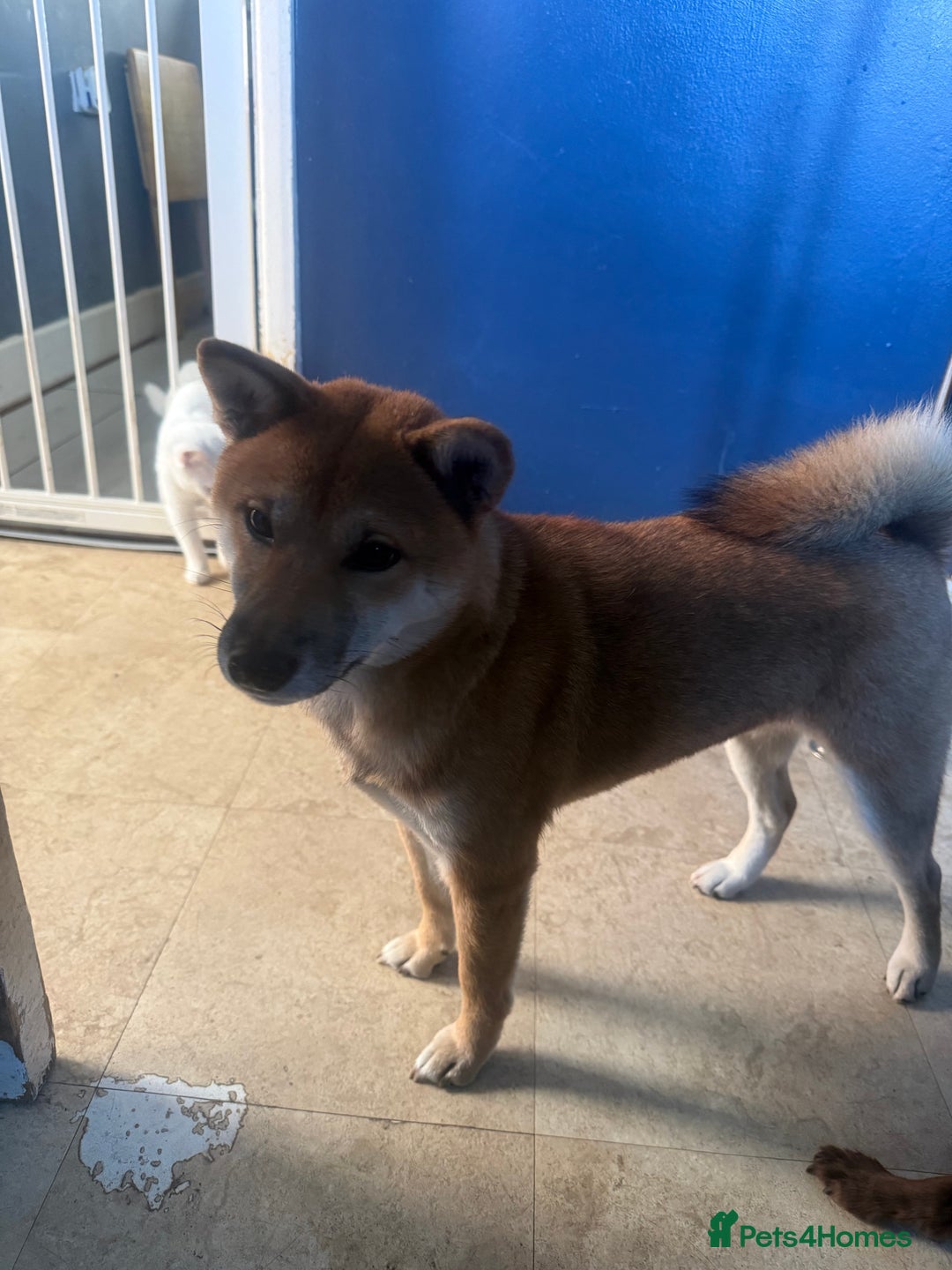 Japanese Shiba Inu dogs for sale: 3yesr old female shiba inu - Image 3