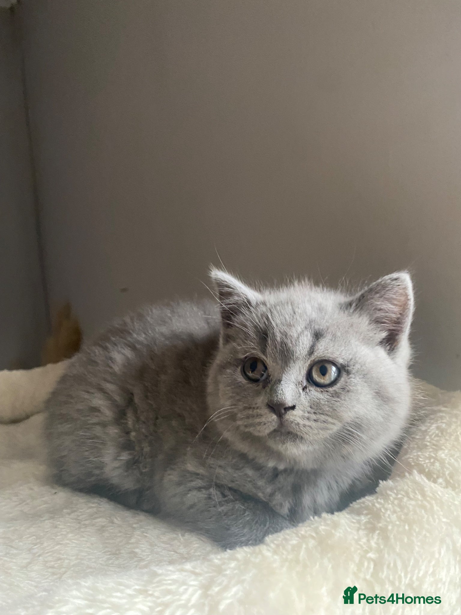 British Shorthair cats Gorgeous GCCF British Shorthair Kittens  - Advert 1