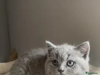 British Shorthair cats Gorgeous GCCF British Shorthair Kittens - Advert 4