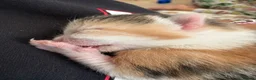 Mixed Breed cats for sale: 7 beautiful kittens  - Advert 23