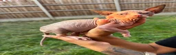 Sphynx cats for sale: Price reduced Tica registered Sphynx kitten - Advert 4
