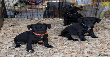 Patterdale Terrier dogs - Advert 9