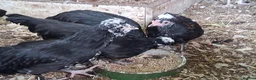 Mixed Breed poultry for sale: Polish x bantams £20 each. - Advert 3