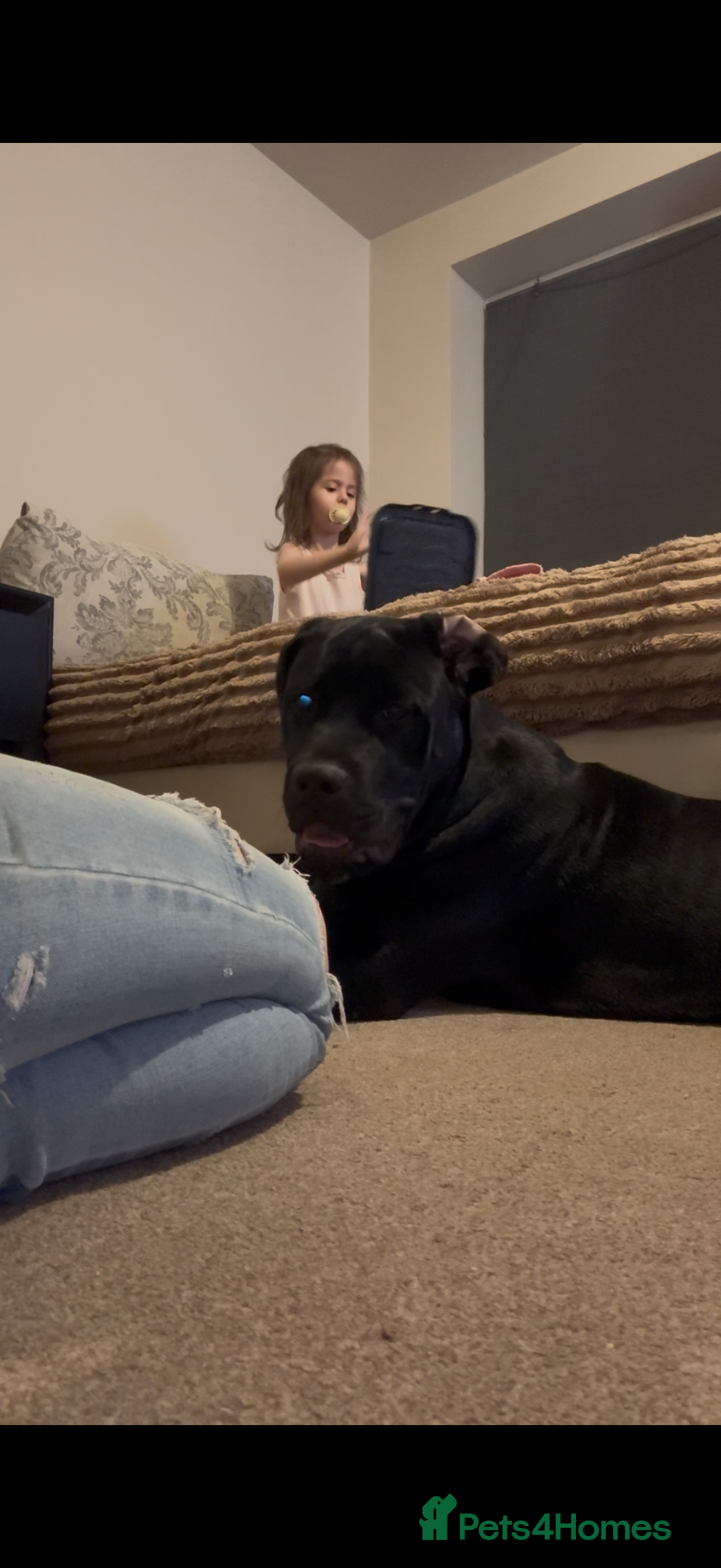 Mixed Breed dogs for sale: 8 month old male cane corso for new loving home - Advert 3