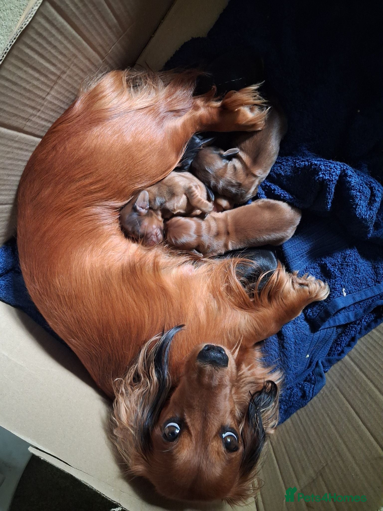 Dachshund dogs not named - Advert 3