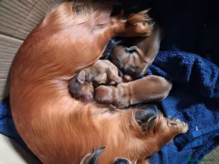 Dachshund dogs not named - Advert 3