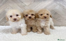 Toy Poodle dogs for stud: KC CHOCOLATE PHANTOM TOY POODLE in Willenhall - Image 26
