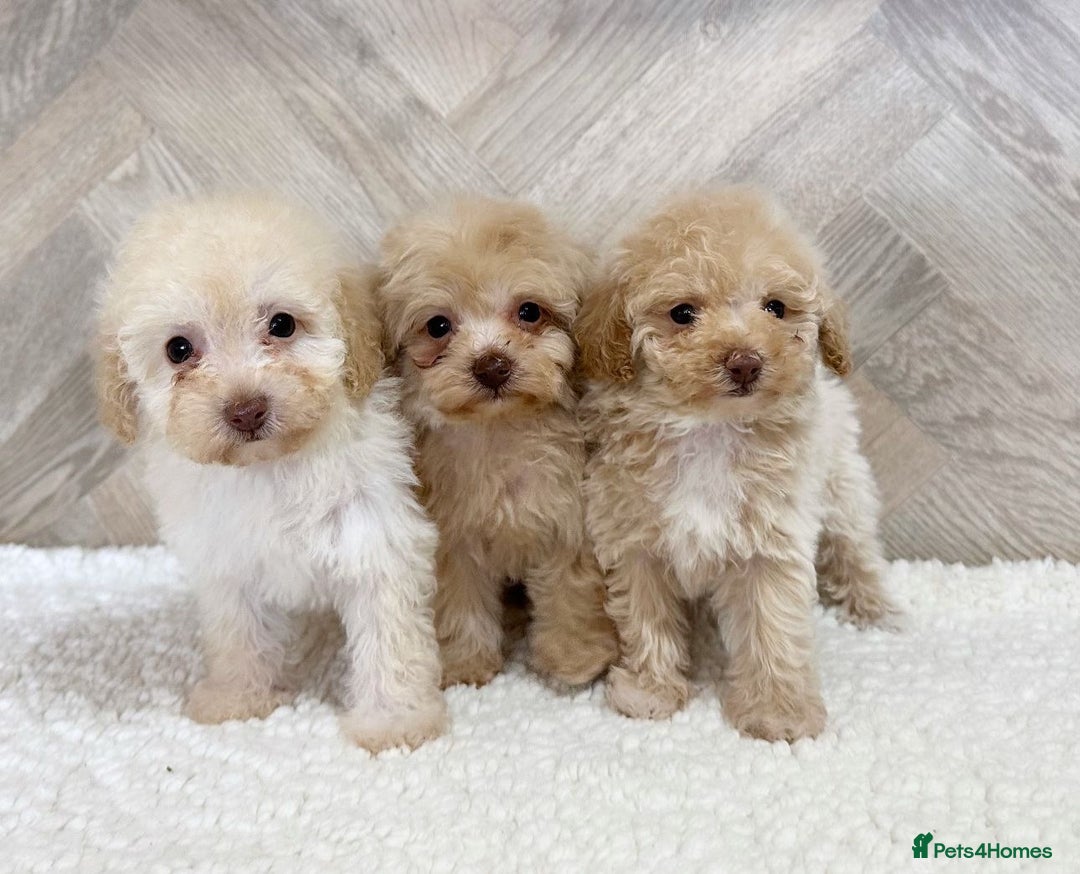 Toy Poodle dogs for stud: KC CHOCOLATE PHANTOM TOY POODLE in Willenhall - Image 26