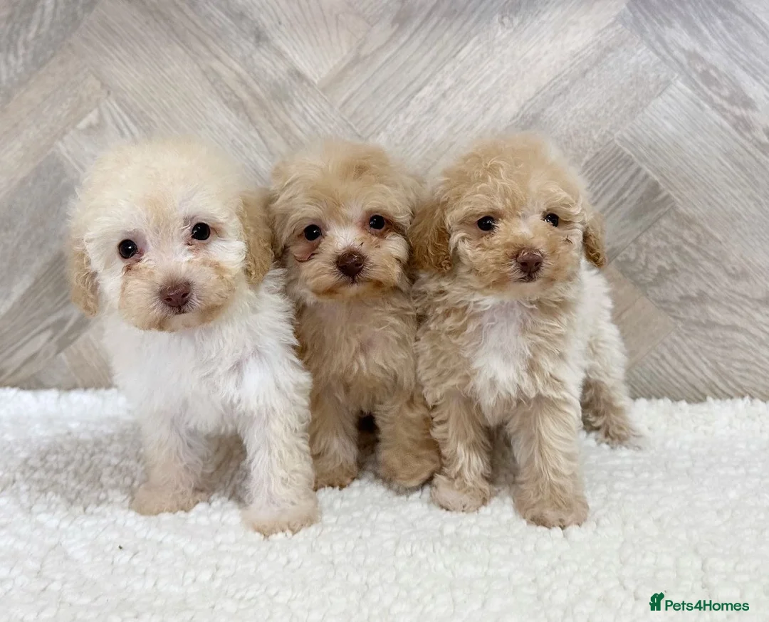 Toy Poodle dogs for stud: KC CHOCOLATE PHANTOM TOY POODLE in Willenhall - Advert 26