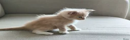 Maine Coon cats for sale: Half Maincoon kittens. Mother is 100% Maincoon  - Advert 5